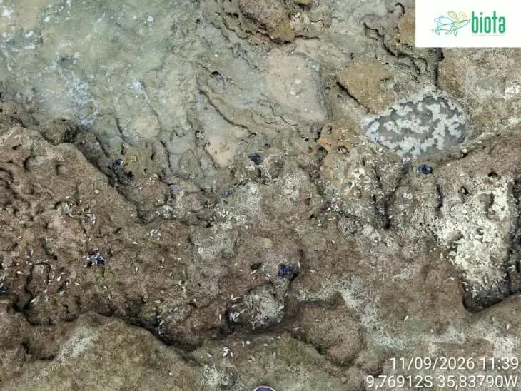 Alerta no litoral: Novas manchas de óleo voltam a atingir a Praia do Francês