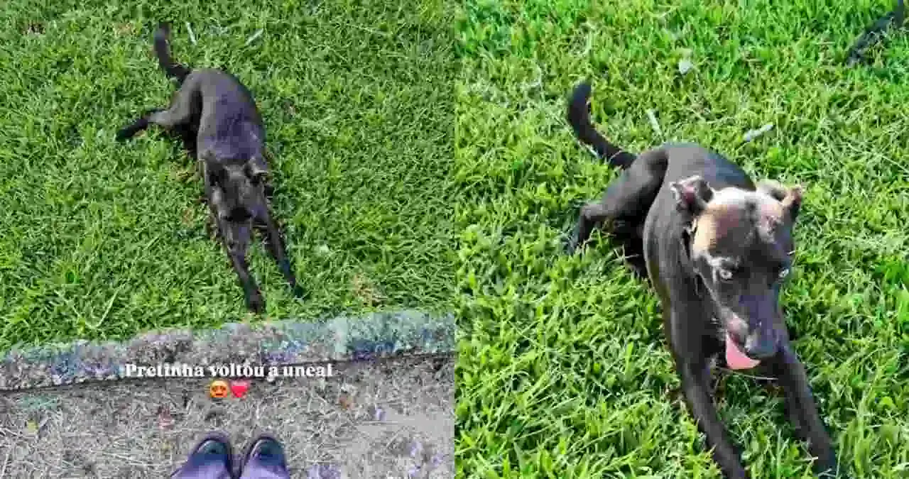 Cadela retorna à Uneal após ser ferida com golpes de faca em União